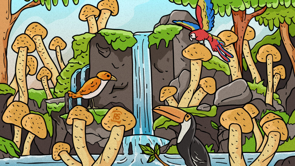 Costa Rican Cubensis Guide 9 1688344 RS Featured Image Costa Rican Mushroom Guide 1920x1080 073123 1