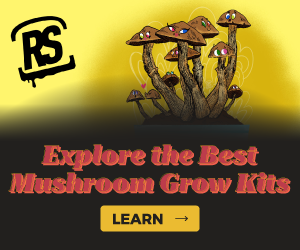 1726243 Reality Sandwich Mushroom Grow Kit