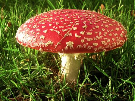 amanita