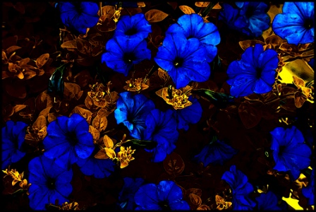 blueflowers