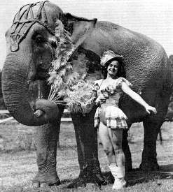 circus elephant