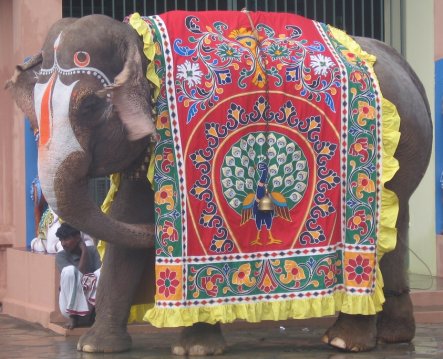 elephantbig