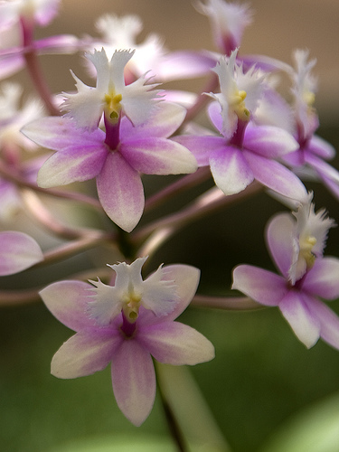 Orchid See, Orchid Do: On the Allegorical Sight of Orchids - Reality ...