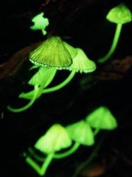 glowing mushrooms large