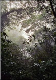 rainforestlg
