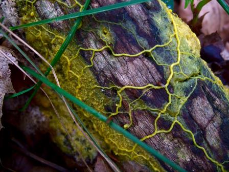 slime mold