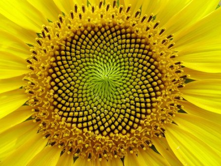 Standing At The Threshold Of The Spiritual World 6 sunflowerbig
