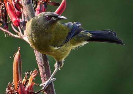 trannybird