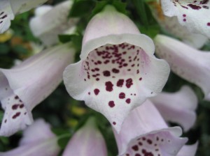 Digitalis purpurea 3 (NYBG)