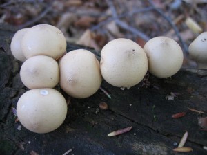 Pear-shaped puffball (L.pyriforme) Photo by R. Mandelbaum