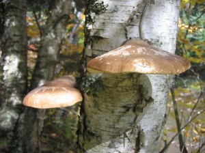 Birch polypore (Piptoporus betulinus).  Photo by R. Mandelbaum