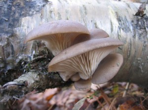 Oyster mushroom (Pleurotus ostreatus)  Photo by R. Mandelbaum