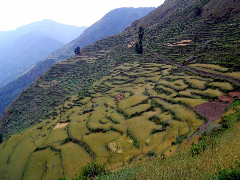 alonzo-lyons-terraced-paddy-fields-nepal-DSCN9367