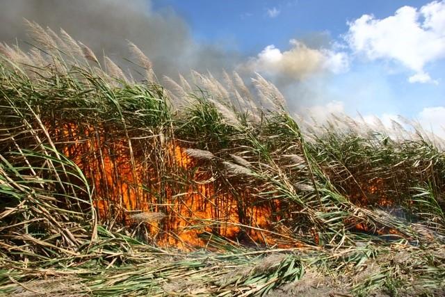 cane burning photo