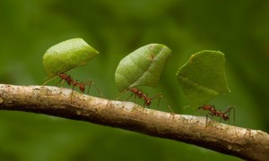 leafcutter