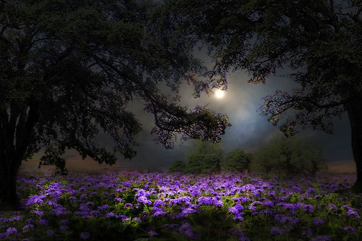 Sun/Pluto/Venus at Last Quarter Moon 6 6bb0af7140b627914957ff054b4e7576 blue flowers spring flowers