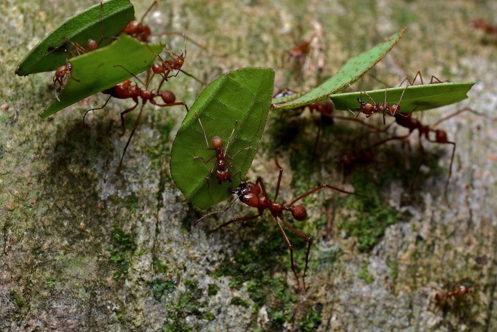 Flickr ggallice Leaf cutter ants 1