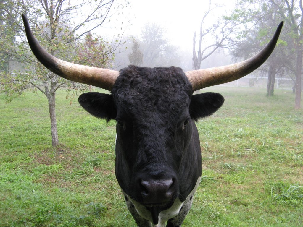 New Moon and Uranus Entering Taurus 5 bull 2