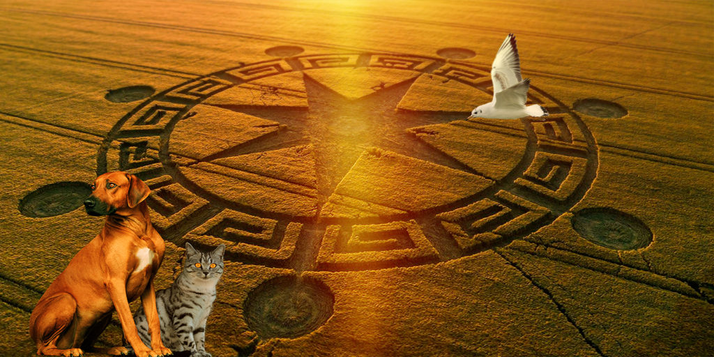 RS Feature Image Animal Reactions to Crop Circles