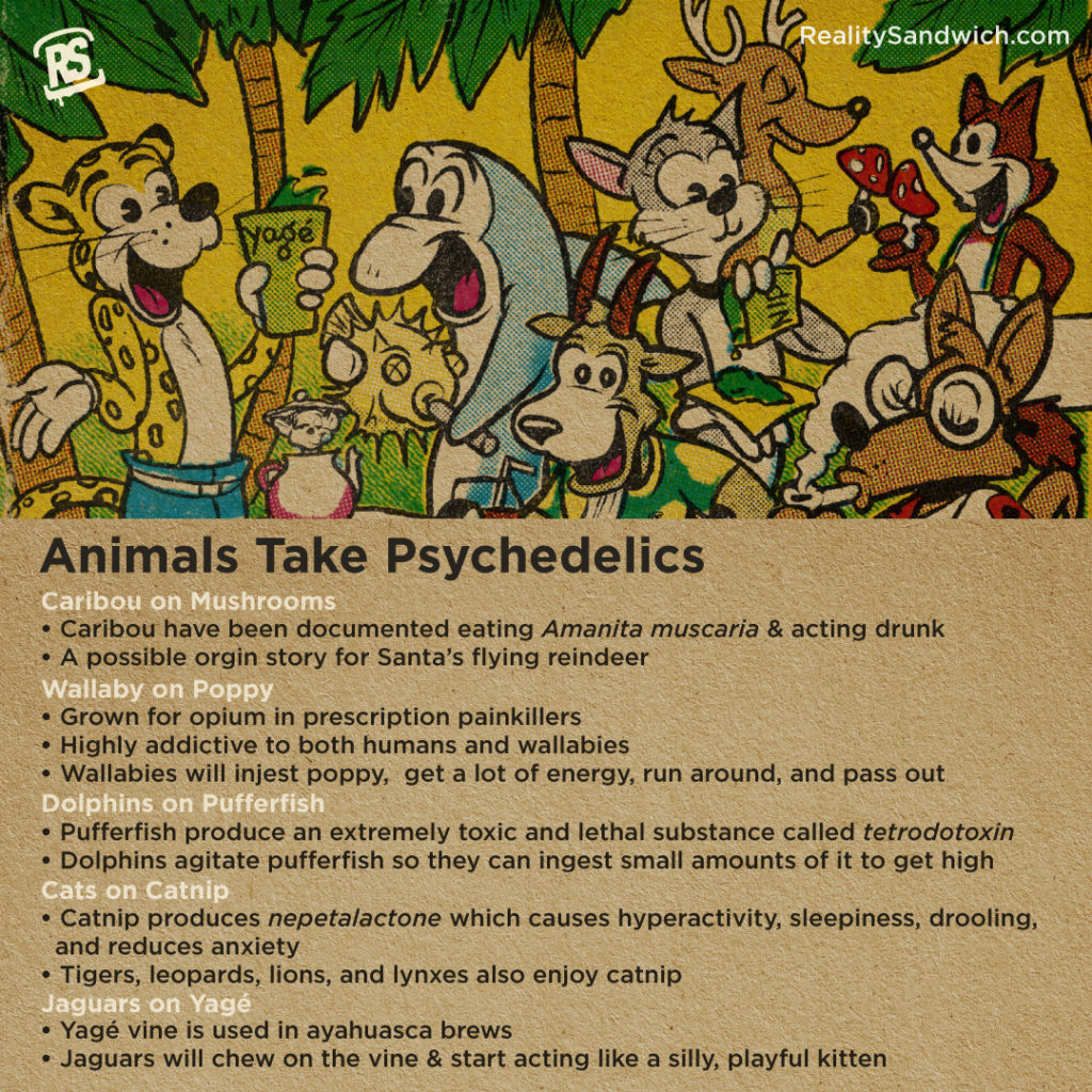 Animals_Take_Psychedelics_infographic_caribou_mushrooms_wallaby_poppy_dolphins_pufferfish_cats_catnip_jaguars_yagè
