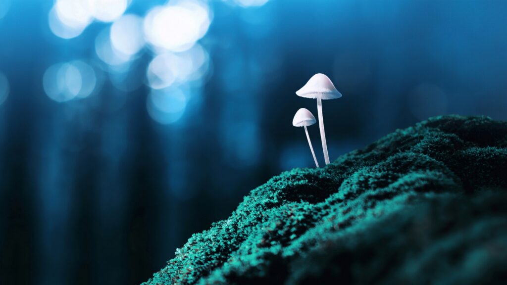 mushroom substrate
