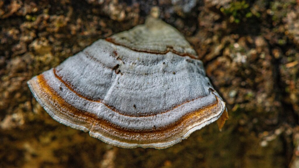 The Agarikon Mushroom: An Ancient Remedy Rediscovered