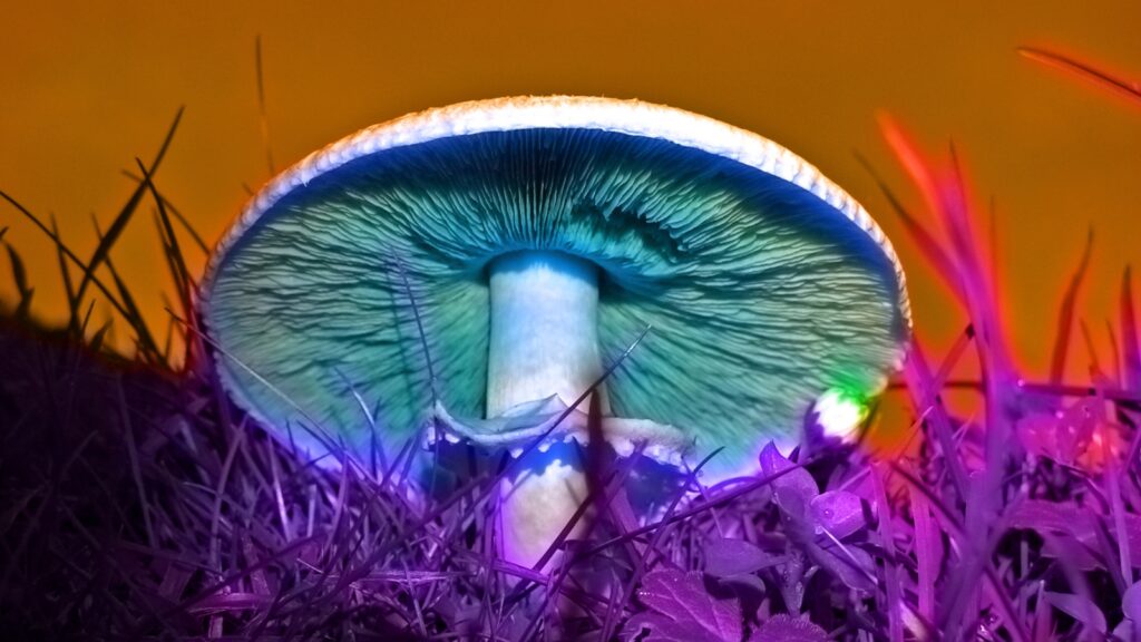 Best Medicinal Mushrooms and Their Benefits 2 medicinal mushrooms