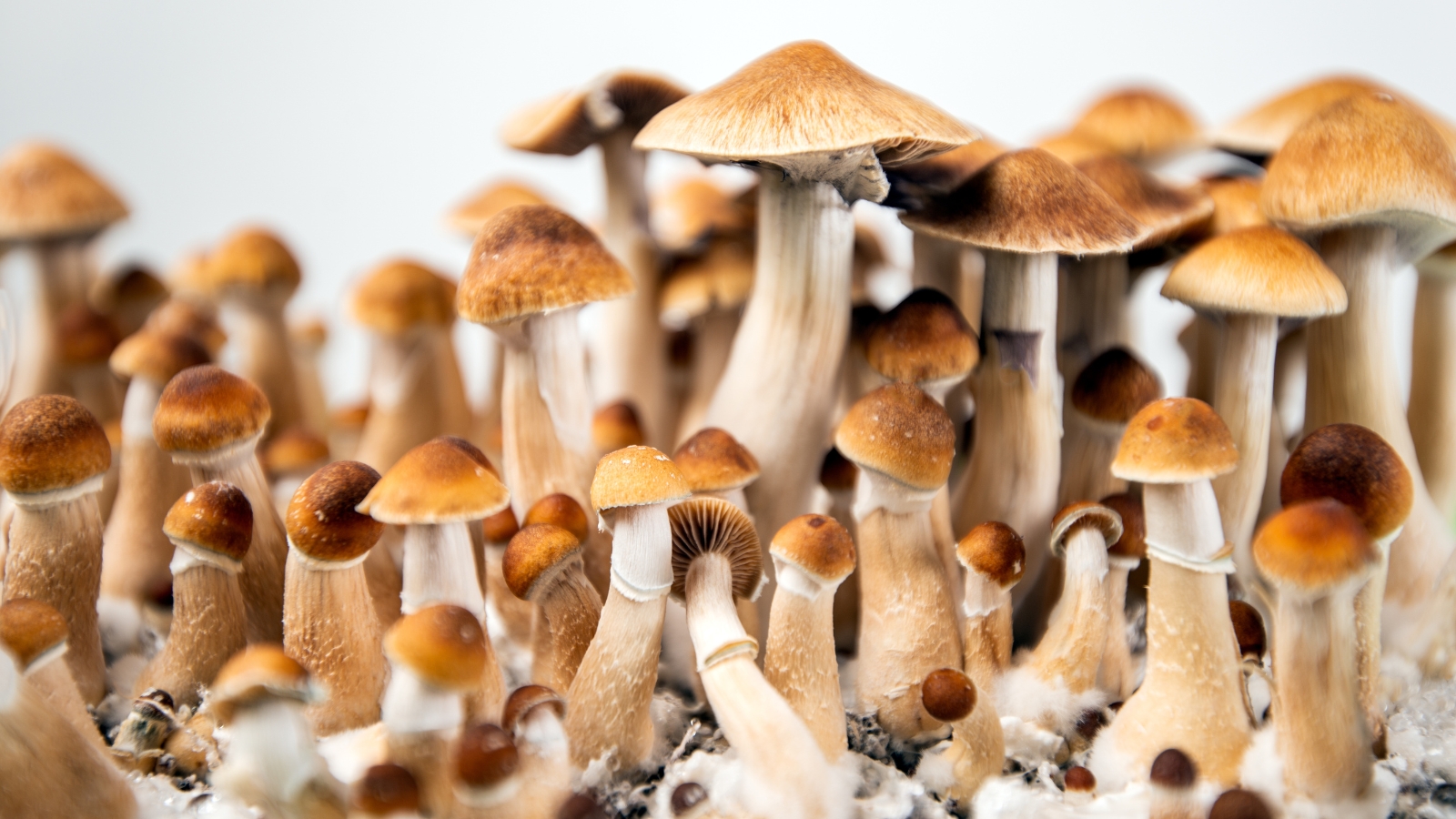 Mushrooms in cambodia
