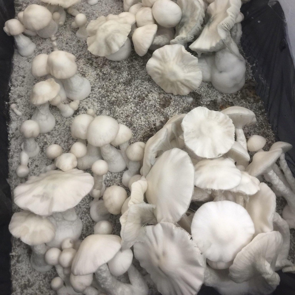 Jack Frost Mushrooms: Identification, Potency, and Effects