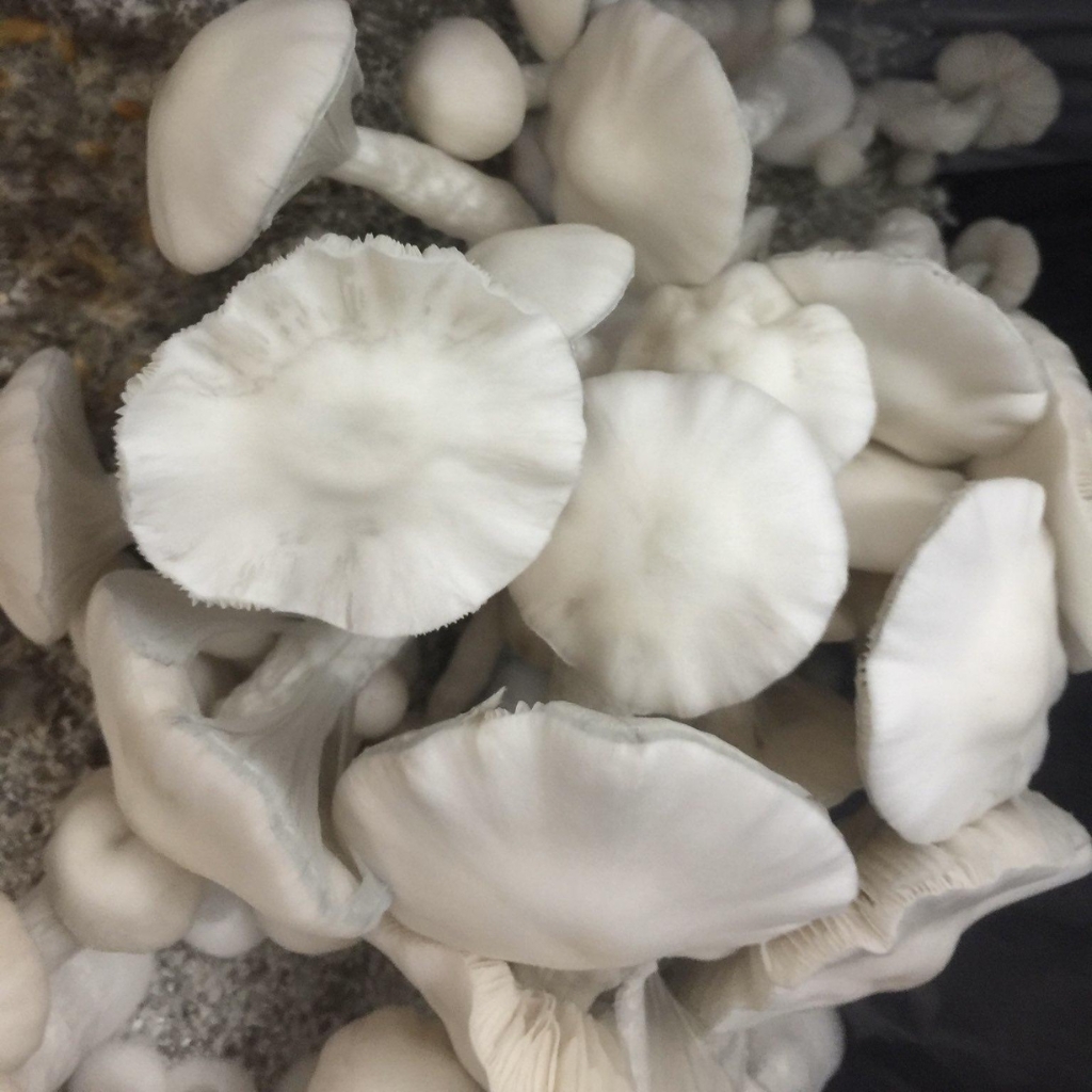 Jack Frost Mushrooms: Identification, Potency, and Effects