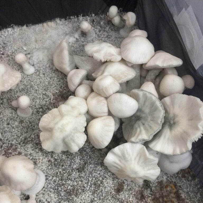 Jack Frost Mushrooms Identification Potency And Effects