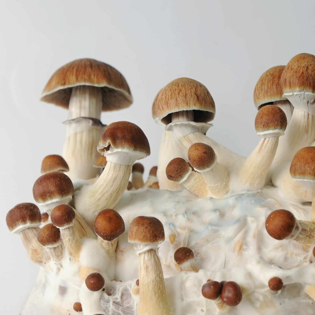 RS Mushroom Grow Kit from The Third Wave 02