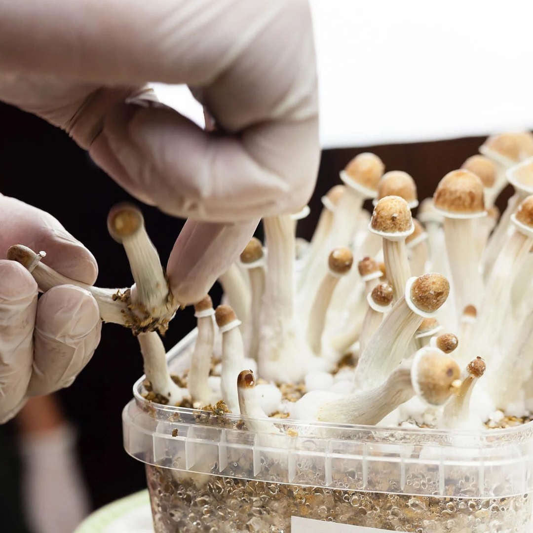 Glow Medium Mushroom Jar Trixis Twisted Wonders 