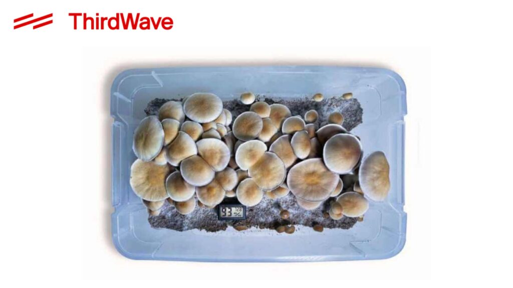 RS Mushroom Grow Kit from The Third Wave