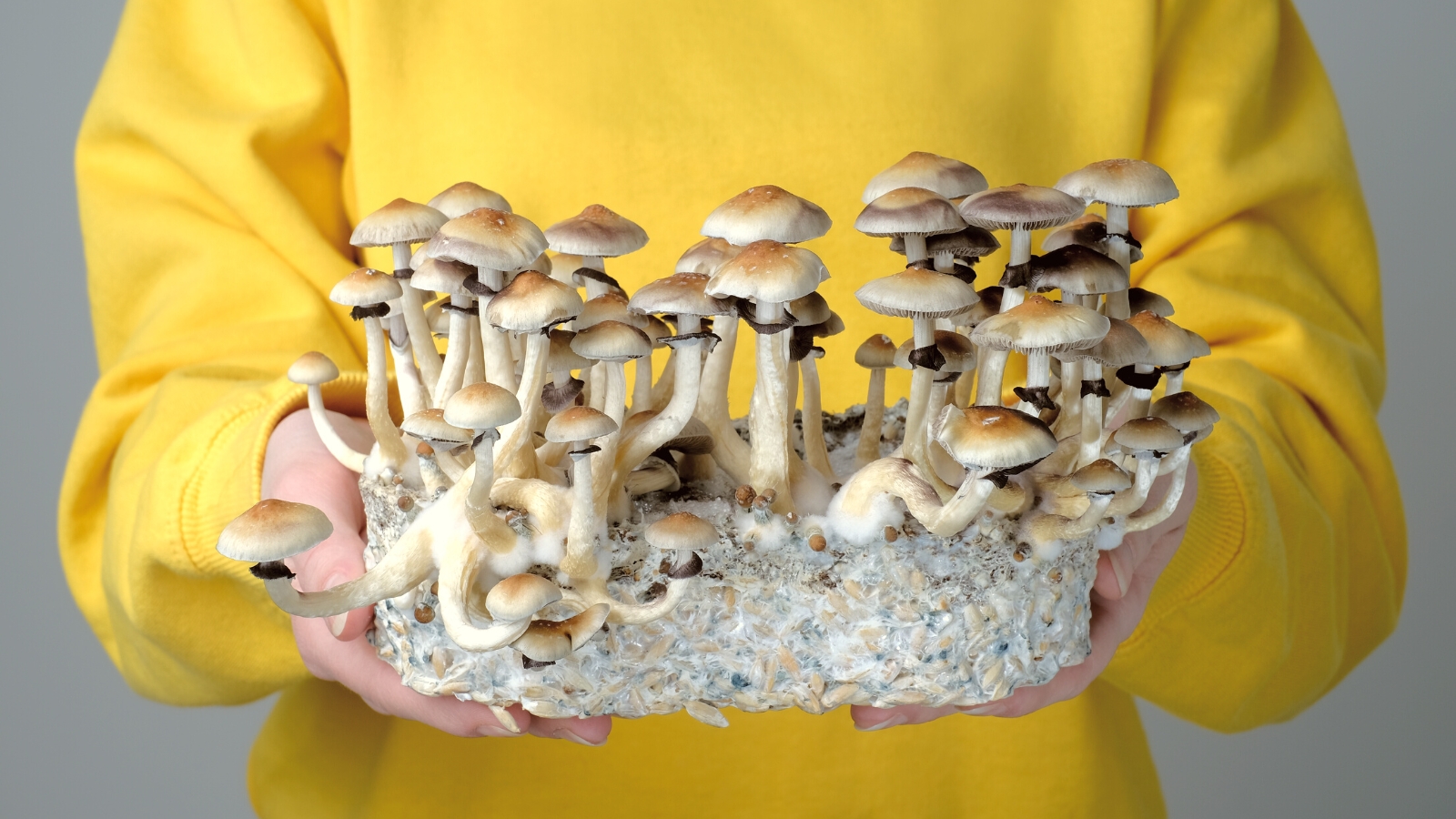 https://realitysandwich.com/wp-content/uploads/RS-Mushroom-Grow-Kits-00.jpg