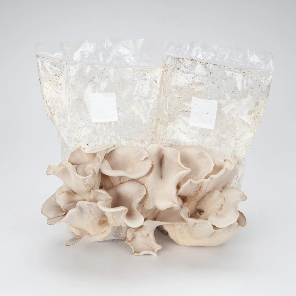 RS Mycology Supply 03