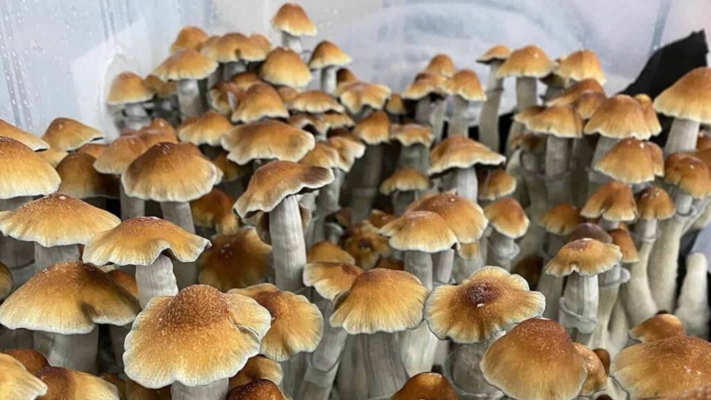 Tidal Wave Mushrooms A Potent Trip With Psilocybin