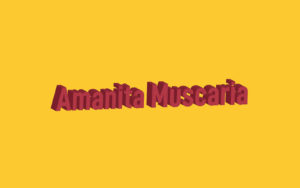 amanita muscaria featured image