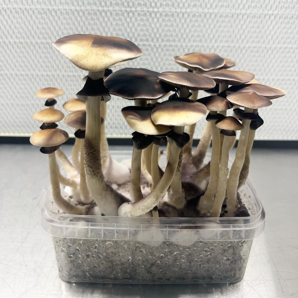 b mushrooms lab link supply