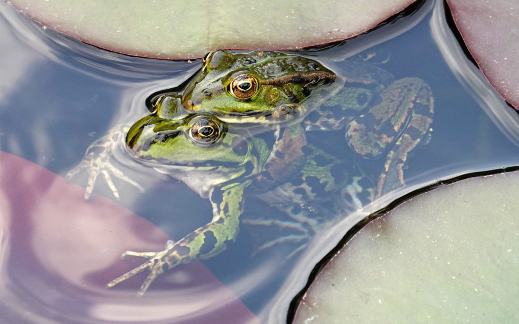 frogs2