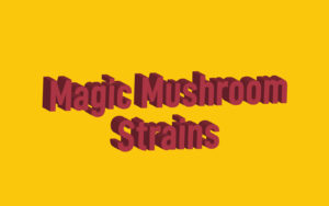 Guide to Magic Mushroom Strains