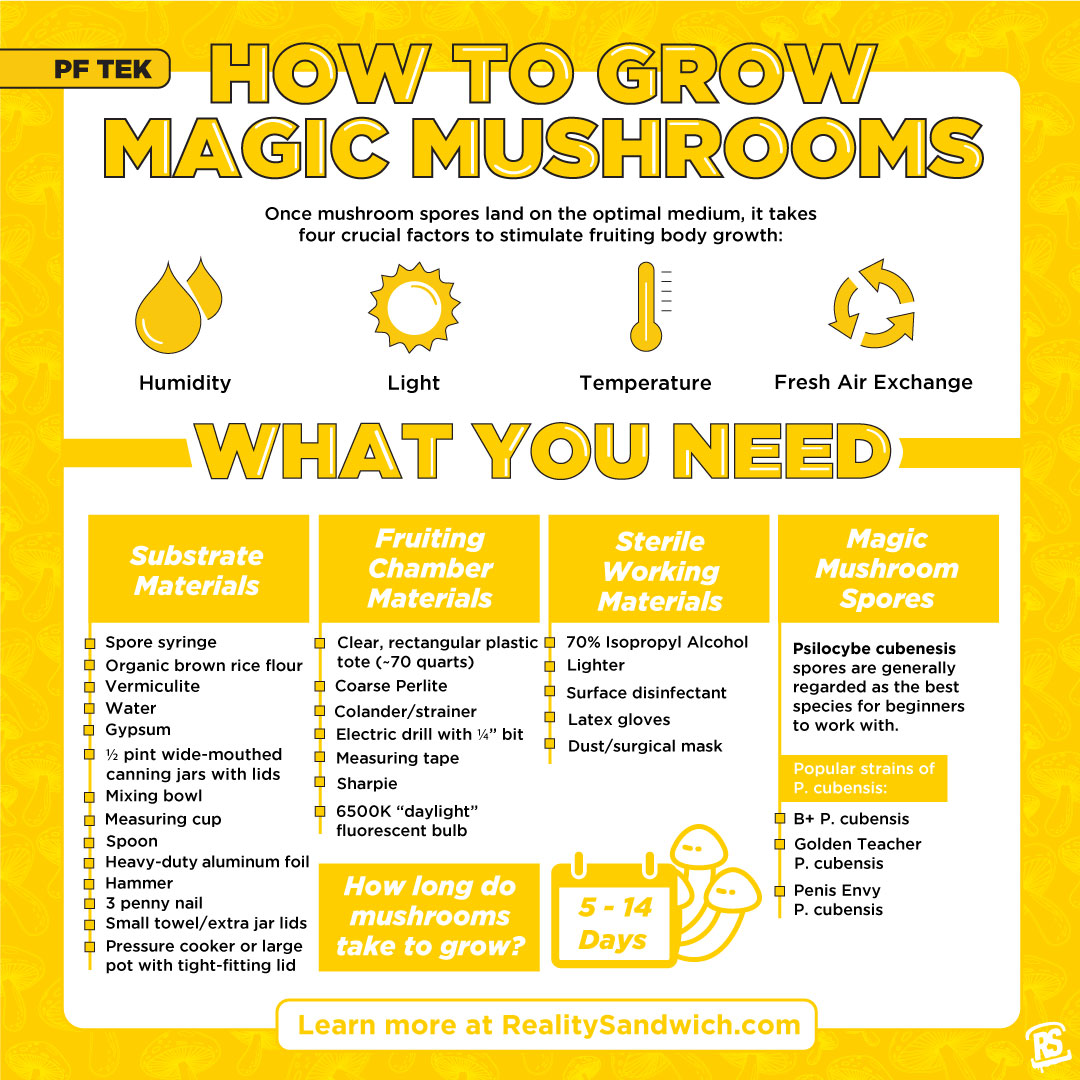 How to Grow Magic Mushrooms StepbyStep NXTpsychedelics